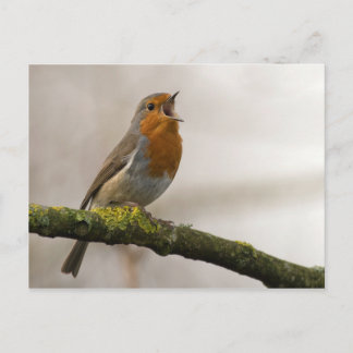 Carte Postale les oiseaux sont les seuls animaux à avoir des plu