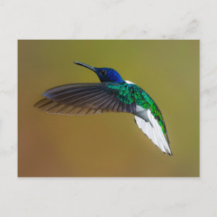 Carte Postale les oiseaux sont les seuls animaux à avoir des plu