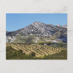 Carte Postale Les Oliviers