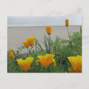 Carte postale - Les pavots californiens à la plage