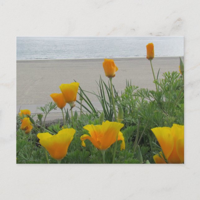 Carte postale - Les pavots californiens à la plage (Devant)