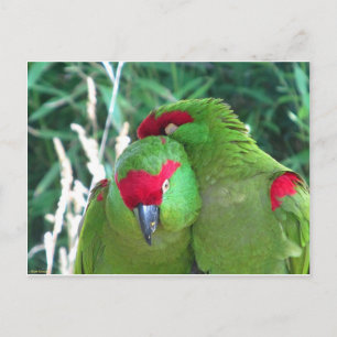 Carte Postale Les perroquets