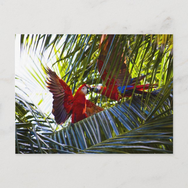 Carte Postale Les perroquets dans les palmiers (Devant)