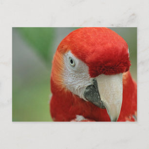 Carte Postale Les perroquets des Caraïbes