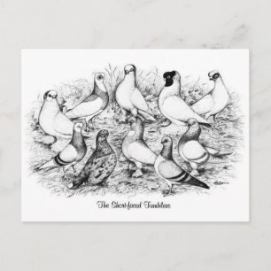 Carte Postale Les Pigeons Tumbler à courte vue