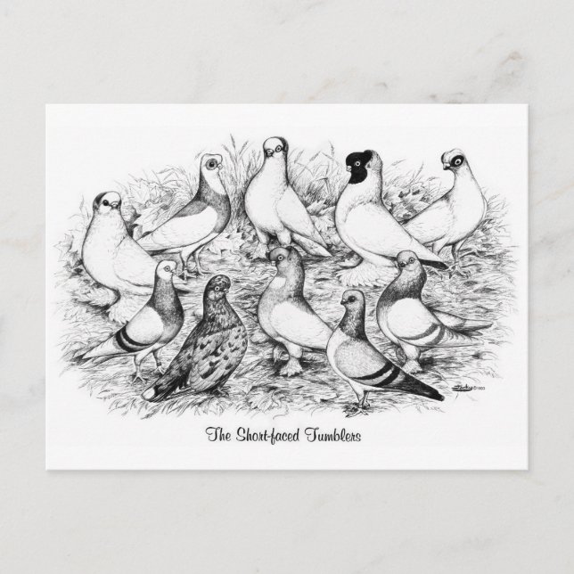 Carte Postale Les Pigeons Tumbler à courte vue (Devant)