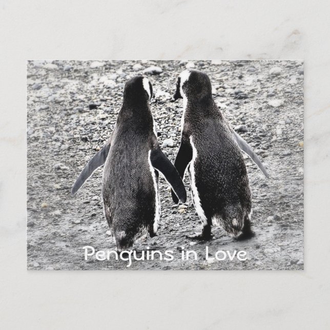 Carte Postale Les pingouins amoureux (Devant)