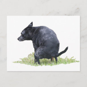 Carte Postale Les Ponders De Chien En Plein Air