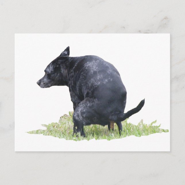Carte Postale Les Ponders De Chien En Plein Air (Devant)