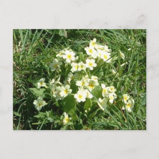 Carte Postale Les Primroses