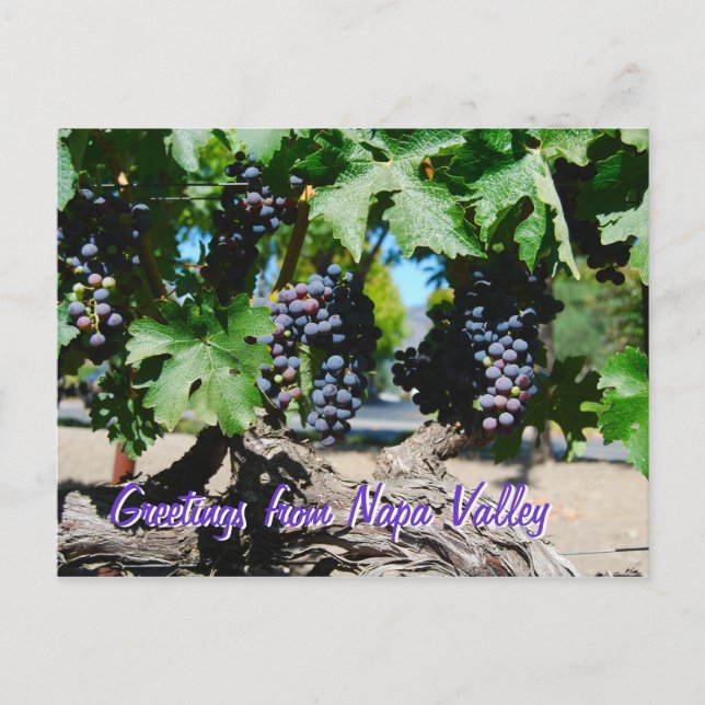 Carte Postale Les raisins de Napa sur la vigne (Devant)