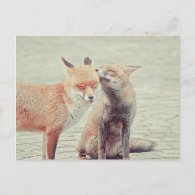 Carte Postale Les renards amoureux ! (Devant)