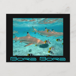 Carte Postale Les requins dans la lagune de Bora Bora