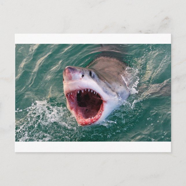 Carte Postale Les Requins Sortent De L'Océan (Devant)