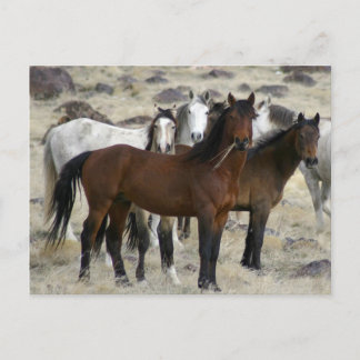 Carte Postale Les Sauvages