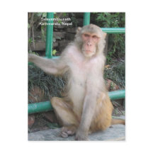 Les singes de Swayambhunath