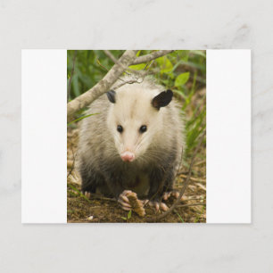 Carte Postale Les sommes d'argent sont jolies - Opossum Didelphi