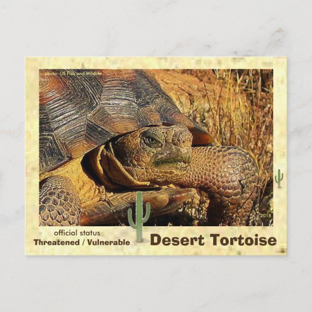 Carte Postale Les tortues du désert sont menacées d'extinction - (Devant)