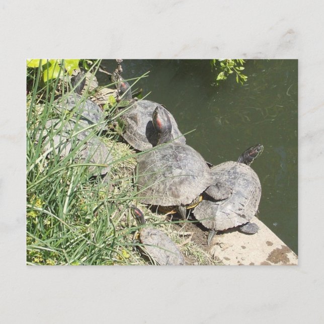 Carte Postale Les tortues : Il n'y a pas de place pour moi ! ! (Devant)