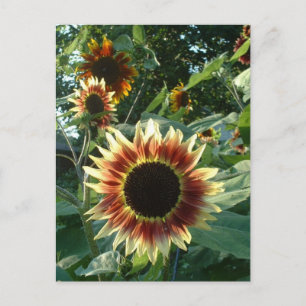 Carte Postale Les tournesols au soleil