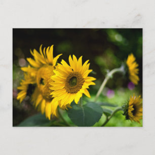 Carte Postale les tournesols s'assoient au soleil.