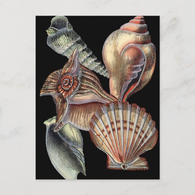 Carte Postale Les trésors de la mer (Devant)