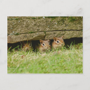 Carte Postale les trois amigos