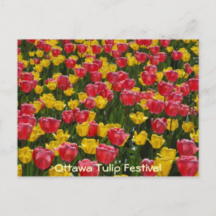 Carte Postale Les tulipes.