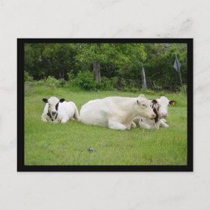 Carte Postale Les vaches hindous