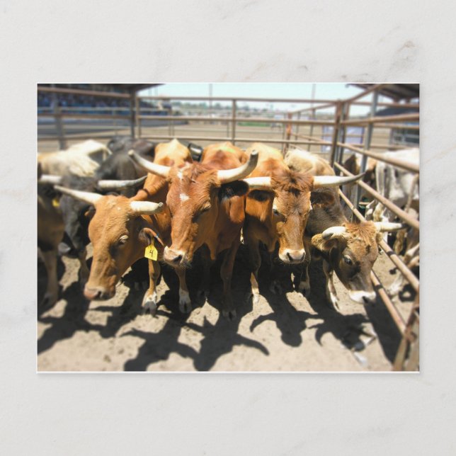 Carte Postale Les vaches sont rentrées chez elles (Devant)