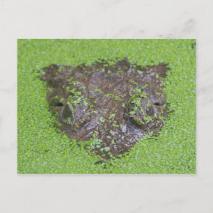 Carte Postale Les yeux de crocodile jettent l'eau