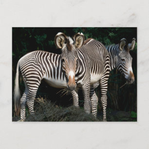 Carte Postale Les zèbres de Grevy