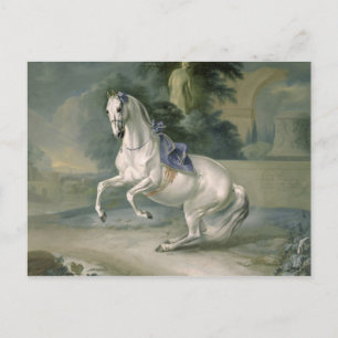 Carte Postale L'étalon blanc Leal en levade, 1721