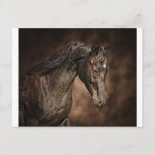Carte Postale L'étalon solitaire