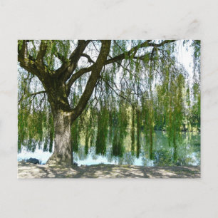Carte Postale L'étang à travers le Willow Tree