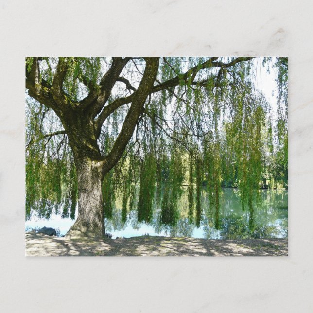 Carte Postale L'étang à travers le Willow Tree (Devant)