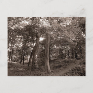 Carte Postale L'été dans les bois