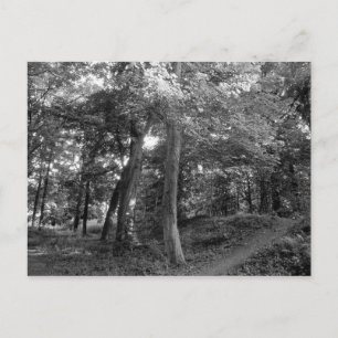 Carte Postale L'été dans les bois