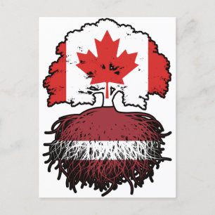 Carte Postale Lettonie Drapeau canadien letton des racines d'arb