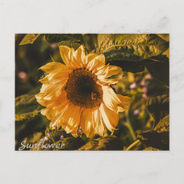 Carte postale lettre Tournesol Communication Courr