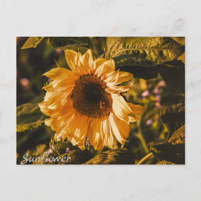 Carte Postale Lettre tournesol Postcard Communication Mail (Devant)
