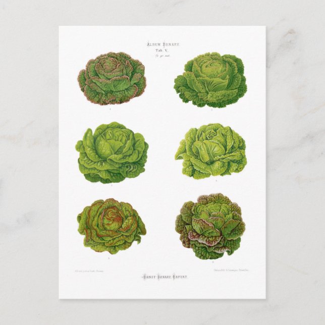 Carte Postale Lettuces (Devant)