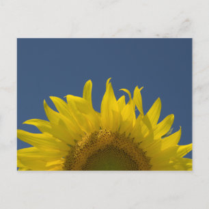 Carte Postale Levée de tournesol 