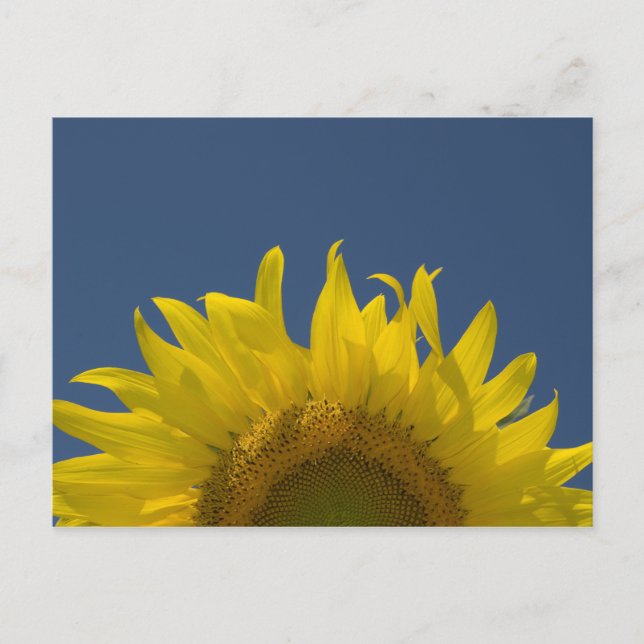 Carte Postale Levée de tournesol (Devant)