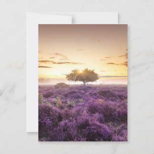 Carte Postale lever de soleil de l'aube Extraordinaire arbre uni