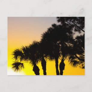 Carte Postale Lever de soleil sur palmetto et pins, Port St Luci