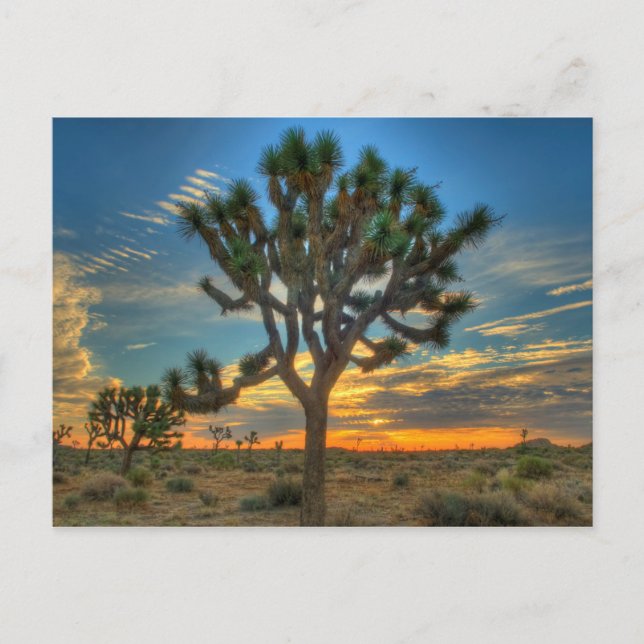 Carte Postale Lever Du Soleil Au Parc National De Joshua Tree (Devant)
