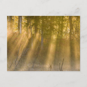 Carte Postale Lever du soleil brumeux à Tamarac NWR près de Detr