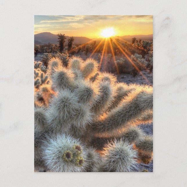Carte Postale Lever du soleil de Chollas Cactus (Devant)