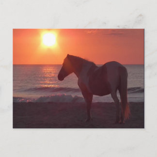 Carte Postale Lever du soleil du cheval